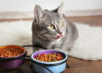 Un chat en train de manger ses croquettes dans ses gamelles
