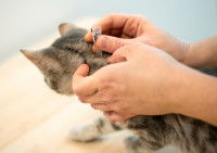 Une femme applique une pipette anti-puce sur son chat