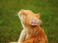Un chat roux tigré se grattant le cou dans l'herbe