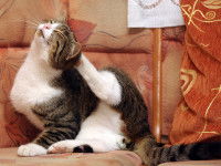 Un chat tigré et blanc se frottant l'oreille gauche