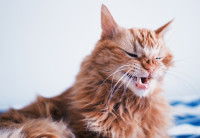 Un chat tigré à poil long gêné par une allergie