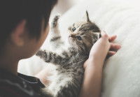 Un garçon protège un chaton dans ses bras