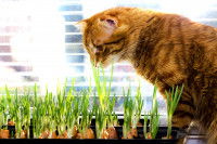 Un chat tigré reniflant des oignons