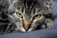 Un chat tigré aux yeux jaunes a l'air fatigué