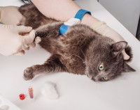 Un vétérinaire fait une prise de sang à un chat pour diagnostiquer une anémie