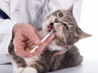 Un vétérinaire injecte un médicament dans la bouche d'un chat