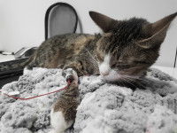 Un chat malade reçoit une transfusion sanguine