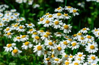 Des pyrèthres de Dalmatie (Tanacetum cinerariifolium) en pleine floraison