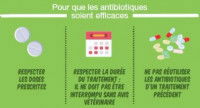 Quelles précautions prendre si le vétérinaire a prescrit des antibiotiques à votre animal ?