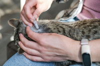 Une femme met une pipette anti-puce sur son chat