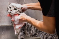 Une femme fait un shampoing à un chat tigré