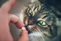 Une femme donne un comprimé à un chat aux yeux verts
