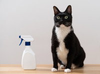 Un chat noir et blanc assis à côté d'un spray