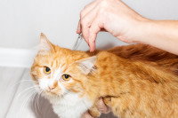 Une femme applique une pipette sur un chat roux