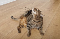 Un chat se gratte à cause des puces