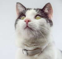 Un chat porte un collier antiparasitaire autour du cou