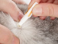 La prévention contre les parasites internes du chat