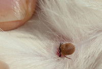 Les parasites externes