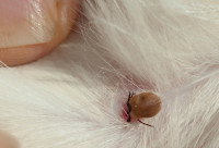 Une femme trouve une tique dans le pelage d'un chat