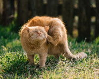 Chat roux se grattant l'oreille