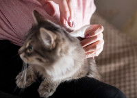 Maitre appliquant un répulsif sur son chat