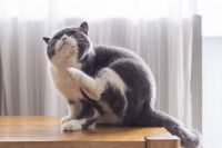 Un chat gris et blanc se gratte à cause d'une maladie de peau