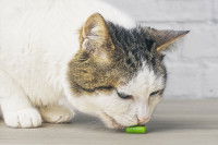 Un chat mange une gélule d'argile