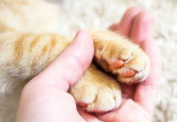 Une femme tient les pattes d'un chat roux