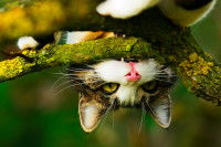 Un chat cascadeur accroché à une branche pour ne pas tomber