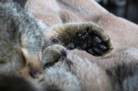 Un chat avec une patte touchée par de l'arthrite