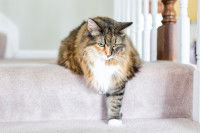 Un chat avec de l'arthrite a du mal à descendre les escaliers