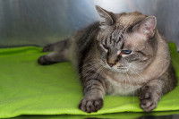 Un vieux chat en surpoids dans une cage