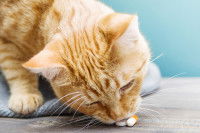 Un chat roux renifle des médicaments sur le sol