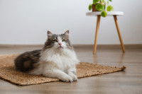 Un gros chat à poil long allongé sur un tapis dans le salon