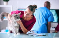 Une vétérinaire s'occupe d'un chat