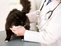 Un vétérinaire ausculte un chat noir et blanc