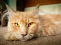 Un chat roux aux beaux yeux jaunes