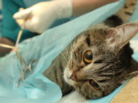 Un chat tigré se fait opérer par un vétérinaire