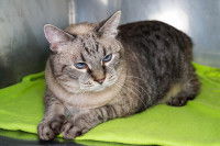 Un chat gris obèse dans une cage chez un vétérinaire