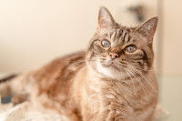 Un vieux chat allongé sur une table