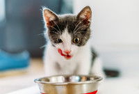 Un chaton noir et blanc mange dans sa gamelle