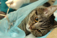 Un chat tigré se fait opérer par un vétérinaire