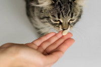 Une femme donne un médicament à un chat