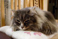 Un vieux chat allongé sur un coussin