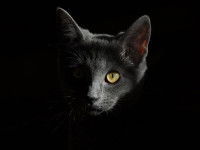 Comment assurer son chat ?