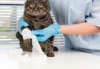 Les dépenses prises en charge par l'assurance du chat