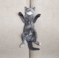 Chaton couché entre deux divans