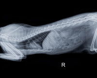 Radio du diaphragme d'un chat