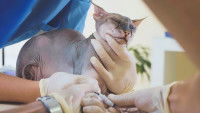 Chat sans poils en train d'être ausculté