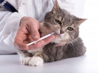 Chat couché qui se fait injecter un produit dans la bouche par le vétérinaire